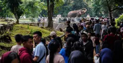 Taman Margasatwa Ragunan, Pasar Minggu, Jakarta Selatan. (Sumber: Poskota/Bilal Nugraha Ginanjar)