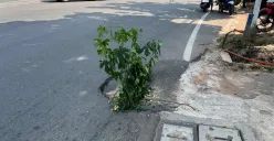 Kondisi jalan berlubang di Jalan Duri Raya, Duri Kepa, Kebon Jeruk, Jakbar, dikeluhkan warga. (Sumber: Poskota/Pandi Ramedhan)