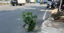 Kondisi jalan berlubang di Jalan Duri Raya, Duri Kepa, Kebon Jeruk, Jakarta Barat, dikeluhkan warga. (Sumber: POSKOTA | Foto: Pandi Ramedhan)