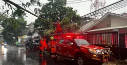 Petugas mengevakuasi pohon tumbang di Jalan Gagalur, Kecamatan Bogor Utara, Kota Bogor, Minggu 3 Agustus 2025. (Sumber: Dok. BPBP Kota Bogor)