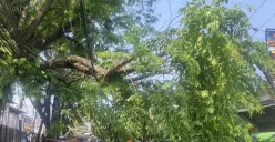 Angin kencang akibatkan satu pohon tumbang di Jalan Raya Stasiun Cilebut, Kecamatan Sukaraja Kabupaten Bogor, Senin, 4 Agustus 2025. (Sumber: Dok. BPBD Kabupaten Bogor)