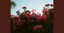 Lirik Lagu ILYSB dari Lany (Sumber: Spotify/ILYSB)