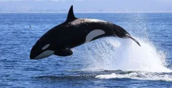 Fakta di Balik Viral Kisah Jessica Radcliffe Pelatih Orca yang Dikabarkan Dimakan Paus: Hoaks atau Kenyataan? (Sumber: Pinterest)