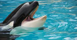 Ilustrasi - viral kisah seorang pelatih orca tewas dimakan paus yang dilatihnya sendiri. (Sumber: Pexels/Pixabay)
