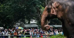 Pengunjung memadati area kandang gajah di Taman Margasatwa Ragunan, Jakarta, saat libur panjang. Wacana pembukaan Ragunan pada malam hari masih dalam tahap kajian. (Sumber: Poskota/Bilal Nugraha Ginanjar)