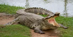 Detik-Detik Buaya Terlihat di Kali Rivaria Depok, Rekaman Videonya Jadi Sorotan Publik (Sumber: Pinterest)