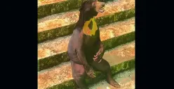 Beruang madu koleksi Kebun Binatang Ragunan bernama Buje yang terlihat kurus. (Sumber: Ist)