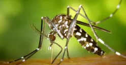 Ilustrasi meningkatnya kasus chikungunya di Kota Bekasi. (Sumber: worldmosquitoprogram)