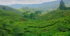 Potret hamparan kebun teh di kawasan wisata Nirmala, di Taman Nasional Gunung Halimun Salak, Desa Malasari, Kecamatan Nanggung, Kabupaten Bogor. (Sumber: Poskota/Giffar Rivana)