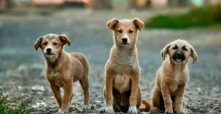 Hari Anjing Sedunia Diperingati Tiap Tanggal 26 Agustus, Berikut Penjelasan dan Cara Merayakannya (Sumber: Unsplash/Anoir Chafik)