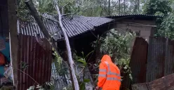 Petugas BPBD mengevakuasi pohon tumbang yang menimpa rumah warga di Cibinong, Kabupaten Bogor. (Sumber: BPBD)