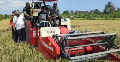 Kegiatan panen raya padi di wilayah Kecamatan Carita, Kamis, 28 Agustus 2025. (Sumber: Poskota/Samsul Fatoni)