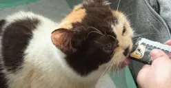 Potret kucing Uya Kuya yang diselamatkan oleh Sherina Munaf. (Sumber: Threads/Sherina Munaf)