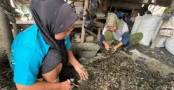 Aktivitas pengupasan cangkang kerang hijau di kawasan Muara Angke, Penjaringan, Jakarta Utara. (Sumber: Poskota/Pandi Ramedhan)
