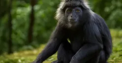 Ilustrasi - Seekor lutung jawa liar menghebohkan warga Perumahan Orchid, Pasir Putih, Sawangan, Depok. (Sumber: Istimewa/Universitas Muhammadiyah Sidoarjo)