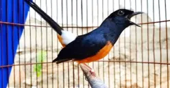 Ilustrasi pencuri burung kicau yang berhasil ditangkap polisi. (Sumber: YouTube/Ocehan Burung)