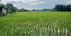 Sawah di wilayah Kecamatan Tigaraksa, Kabupaten Tangerang, terancam gagal panen akibat cuaca ekstrem (Sumber: Poskota | Foto: Veronica Prasetio)