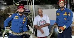 Petugas Damkar berhasil mengevakuasi lar liar sanca kembang dari rumah warga di Kukusan, Beji, Kota Depok. (Sumber: Istimewa)