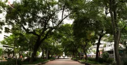 Ilustrasi pemangkasan pohon. (Sumber: freepik)