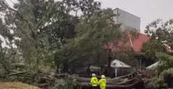 Pohon tumbang di wilayah Tamansari, Jakarta Barat, Jumat, 12 Desember 2025. (Sumber: Istimewa)