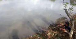 Kondisi air di Situ Cimanggis, Kecamatan Bojonggede, Kabupaten Bogor. (Sumber: Poskota/Giffar Rivana)