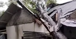 Kondisi rumah warga di Kecamatan Picung, Pandeglang, yang rusak tertimpa pohon tumbang. (Sumber: Dok. Warga)