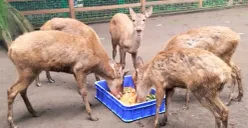 Beberapa satwa di Bandung Zoo terpaksa memakan makanan sisa donasi. (Sumber: Poskota/Gatot Poedji Utomo)