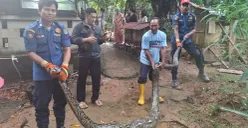 Ular pemangsa hewan ternak warga wilayah Tapos, Kota Depok, dievakuasi petugas. (Sumber: Dok. Damkar Kota Depok)