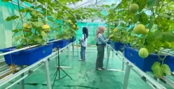 Sejumlah pengunjung saat menikmati suasana wisata kebun melon di Desa Sumurbandung, Kecamatan Cikulur, Lebak, Banten. (Sumber: Poskota/Samsul Fatoni)
