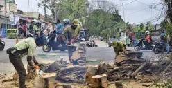 Pemkot Jakbar tebang pohon beringin di kawasan Kembangan, yang dianggap sudah rawan dan mengganggu saluran air. (Sumber: Istimewa)