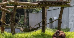 Satwa di Taman Margasatwa Ragunan, Jakarta, Kamis, 25 Desember 2025. (Sumber: Poskota/Bilal Nugraha Ginanjar)