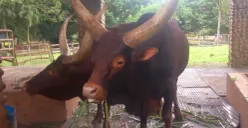 Taman Margasatwa Ragunan menyambut libur Tahun Baru 2026 dengan menghadirkan koleksi satwa baru berupa sepasang Watusi, satwa ikonik asal Afrika yang dikenal dengan tanduknya yang besar dan khas. (Sumber: Dok. Taman Margasatwa Ragunan)