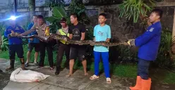 Petugas mengevakuasi ular dari Perumahan Megapolitan, Jalan Semarang Blok M, RT 08 RW 10, Cinere, Kota Depok, Minggu, 28 Desember 2025. (Sumber: Dok. Polsek Cinere)