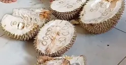 Kondisi durian mentah yang di beli di Pasar Masjid Cheng Ho. (Sumber: Instagram/@nyinyir_update_official)