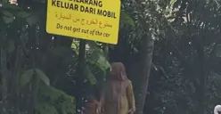 Viral satu keluarga turun dari mobil di kawasan berbahaya di Taman Safari. (Sumber: Capture Instagram @radendim)