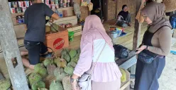 Para wisatawan saat memilih buah durian di kawasan wisata Saba Baduy, Kecamatan Leuwidamar, Kabupaten Lebak, Banten. (Sumber: Dok. Warga Baduy)