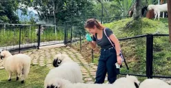 Bukit Domba Sentul menghadirkan domba Valais Blacknose yang mirip di film Shaun the Sheep (Sumber: Instagram/@melitaintan)