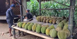 Ilustrasi penual durian (Sumber: Dok. Warga Ciboleger)