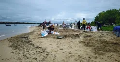 Puluhan warga dari Desa Cigondang, Kecamatan Labuan, Pandeglang, saat tengah membersihkan batu bara di pantai Pulau Popole. (Sumber: Poskota/Samsul Fatoni)