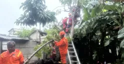 Salah satu pohon tumbang di Jalan Meranti, Jakarta Timur, Kamis, 9 Januari 2025. (Sumber: Dok. BPBD Jakarta)