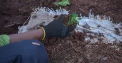 Ilustrasi penanaman tumbuhan. (Sumber: Poskota/Bilal Nugraha Ginanjar)