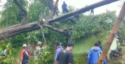 Sejumlah warga Ujung Jaya, Kecamatan Sumur, Pandeglang, saat melakukan penanganan pohon tumbang yang menimpa rumah warga akibat angin puting beliung. (Sumber: Dok. Sekdes Ujung Jaya)