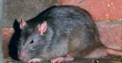 18 Kasus Leptospirosis di Jogja dalam Hitungan Pekan, Apakah Anda Sudah Tahu Cara Deteksinya? (Sumber: Pinterest)