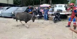 Petugas damkar saat mengevakuasi sapi yang mengamuk di Koja, Jakarta Utara, Sabtu, 12 Juli 2025. (Sumber: Dok Damkar Jakarta Utara)