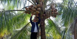 Wali Kota Bogor, Dedie A. Rachim saat mengunjungi Kebun Kopyor di Pasirkuda, Bogor Barat, Kota Bogor, Minggu, 13 Juli 2025. (Sumber: Poskota/Sekar Putri Andini)