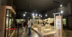 Suasana di Museum Zoologi Kebun Raya Bogor yang kini tampil dengan wajah baru. (Sumber: POSKOTA | Foto: Sekar Putri Andini)