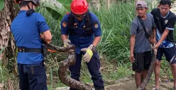 Petugas Damkar Kota Depok mengevakuasi ular sanca sepanjang 4 meter di RT 01 RW 02, Kelurahan Duren Seribu, Kecamatan Bojongsari, Selasa, 15 Juli 2025. (Sumber: Dok. Damkar Depok)