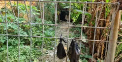 TKP ditemukannya jasad pria yang kondisinya sudah membusuk di bantaran Kali Pesanggrahan, Jakarta Barat pada Sabtu, 19 Juli 2025. (Sumber: POSKOTA | Foto: Pandi Ramedhan)
