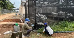 Dua warga Kampung Bayam Madani merapikan lahan di sekitar green house yang disiapkan untuk edukasi wisata Petani Kota, di kawasan Rusun Kampung Susun Bayam (KSB), Jakarta Utara. (Sumber: Poskota/Pandi Ramedhan)