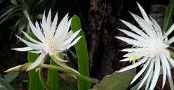 Lirik lagu Kusuma Wijaya dari Pawestri dan maknanya. (Sumber: Orchid Florist)